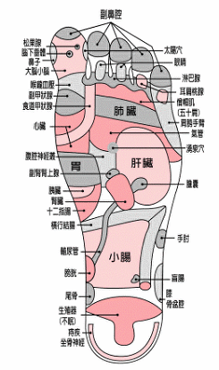 腳底按摩反射區