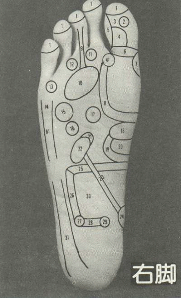 腳底按摩~右腳反射區